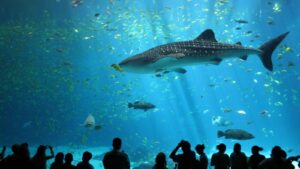 Oceanário de Lisboa